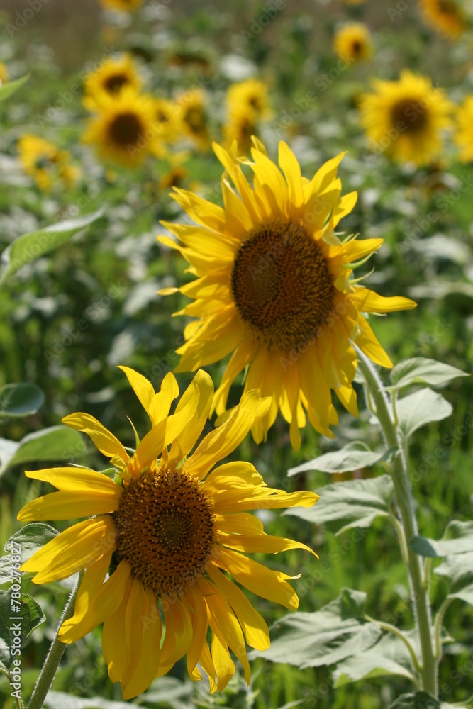 Heads of Blooming Sunflowers
Heads of Blooming Sunflowers