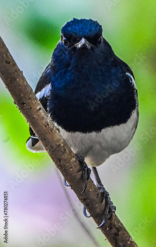 Oriental Magpie