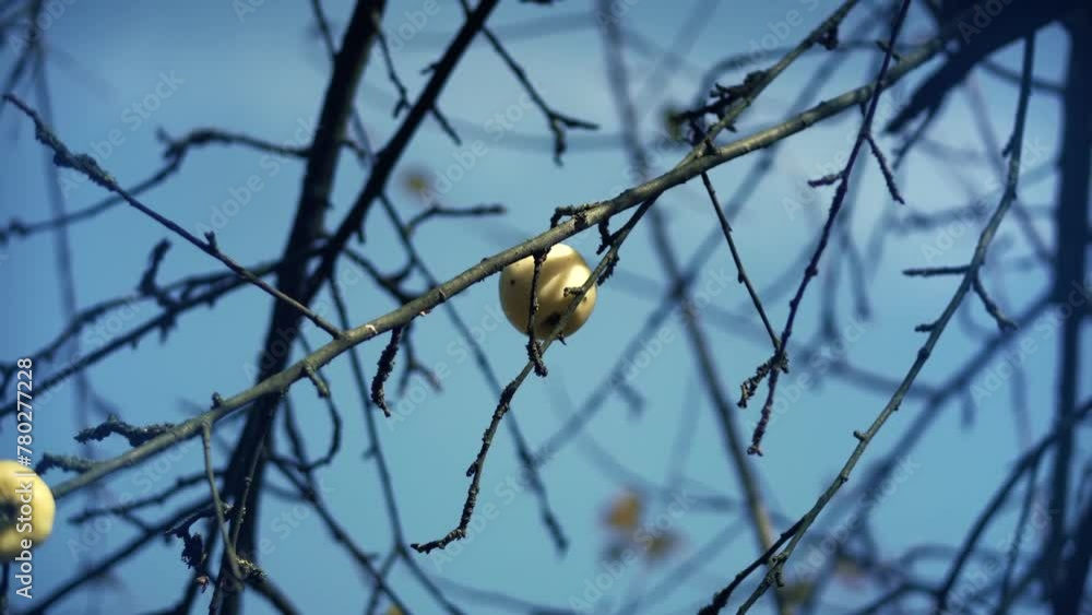 Apple tree without leaves with fruit in autumn Apple tree without leaves with fruit in autumn