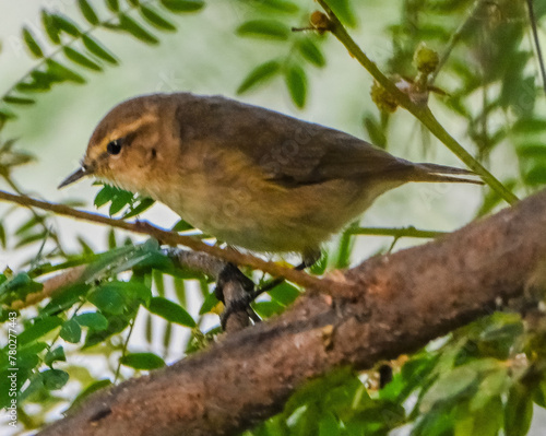 Dusky Warbler