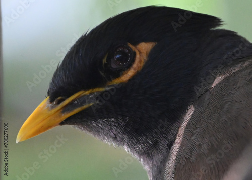 Common Myna