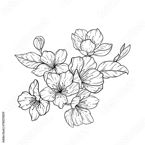 Sakura line art illustration floral line art cherry blossom outline.eps