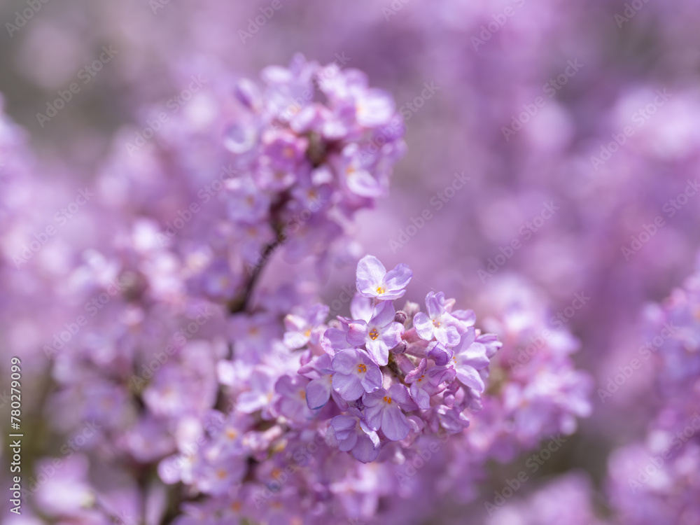美しい薄紫のフジモドキ
