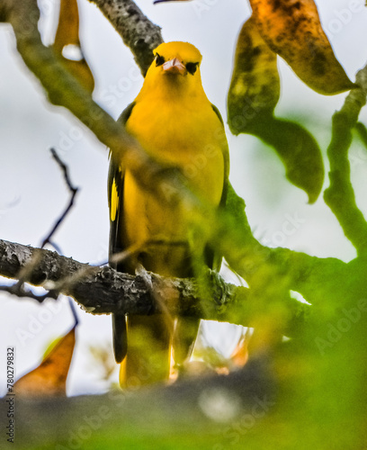 Indian Golden Oriole