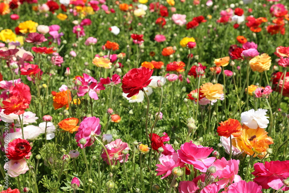 mixed colors ranunculus field 