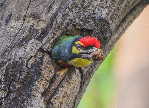 Coppersmith Barbet