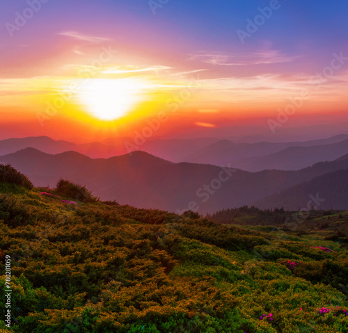 blooming pink rhododendron flowers, amazing panoramic nature scenery, border Ukraine and Romania, Marmarosy range, Europe 