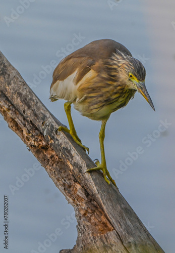 Indian Pond Heron