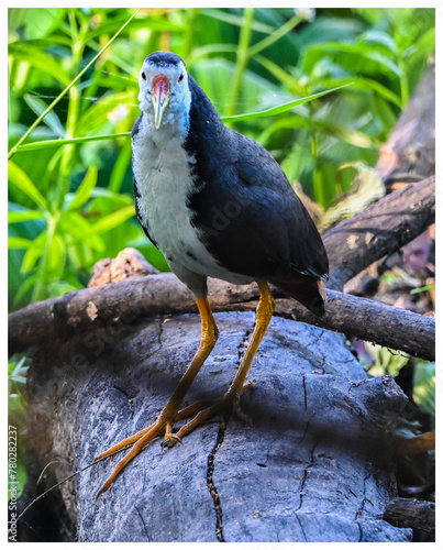 White-breasted Water Hen