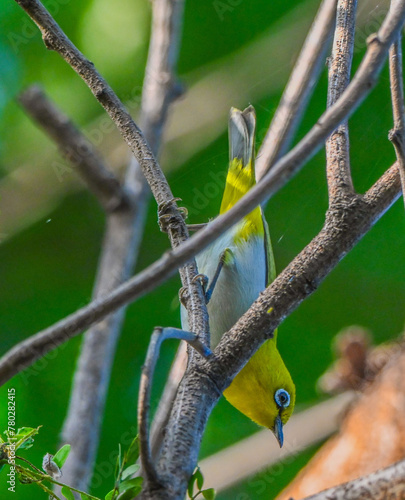 Indian White-Eye
