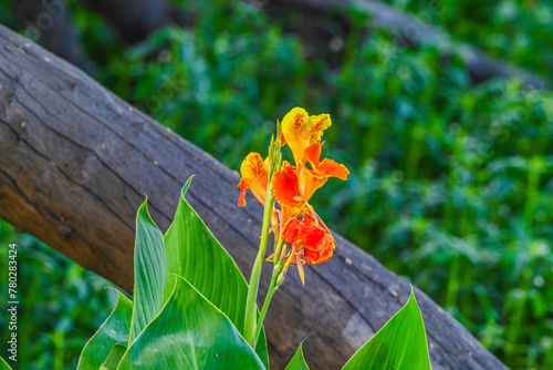 Canna “Yellow King Humbert”