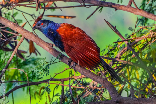 Greater Coucal