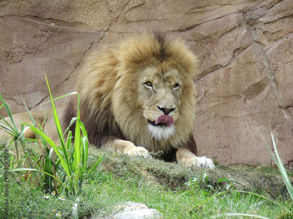 Obraz premium Lion