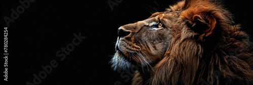 a Lion beautiful animal photography like living creature