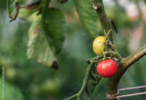 Poor tomato harvest. Two small tomatoes hang on a branch. Leaves are affected by pests. Disease spots. Sick plant. Poor soil, Drought, crop overflow. Ecological problem and hunger concept. Copy space