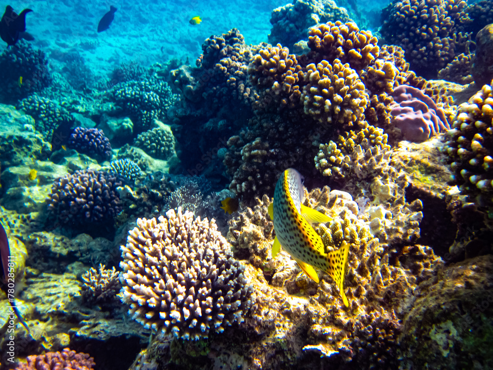 Red Sea coral reef and its beautiful inhabitants Red Sea coral reef and its beautiful inhabitants