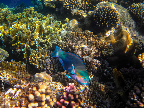 Red Sea coral reef and its beautiful inhabitants