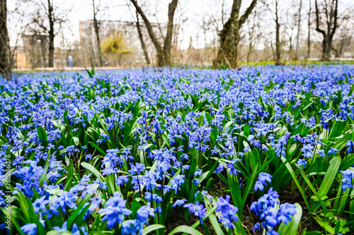 Snowdrops Blue flowers siberian Scilla proleska in the city park.