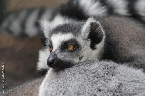 Portrait eines Lemur