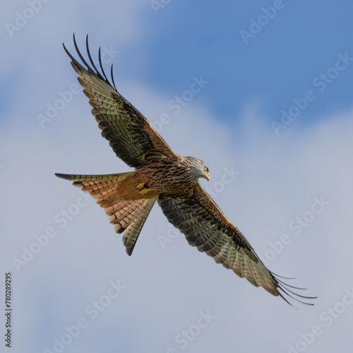 A red kite, milvus milvus, is captured in flight. Looking from below with the sky and clouds in the background and copy space around the bird