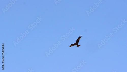 A black kite bird of prey flying and fighting scene in blue sky 240fps super slow motion 4k