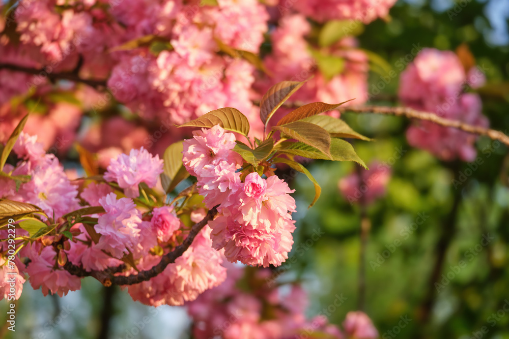 Pink flowers of blooming cherry blossom in close-up on a sunny, spring morning Pink flowers of blooming cherry blossom in close-up on a sunny, spring morning