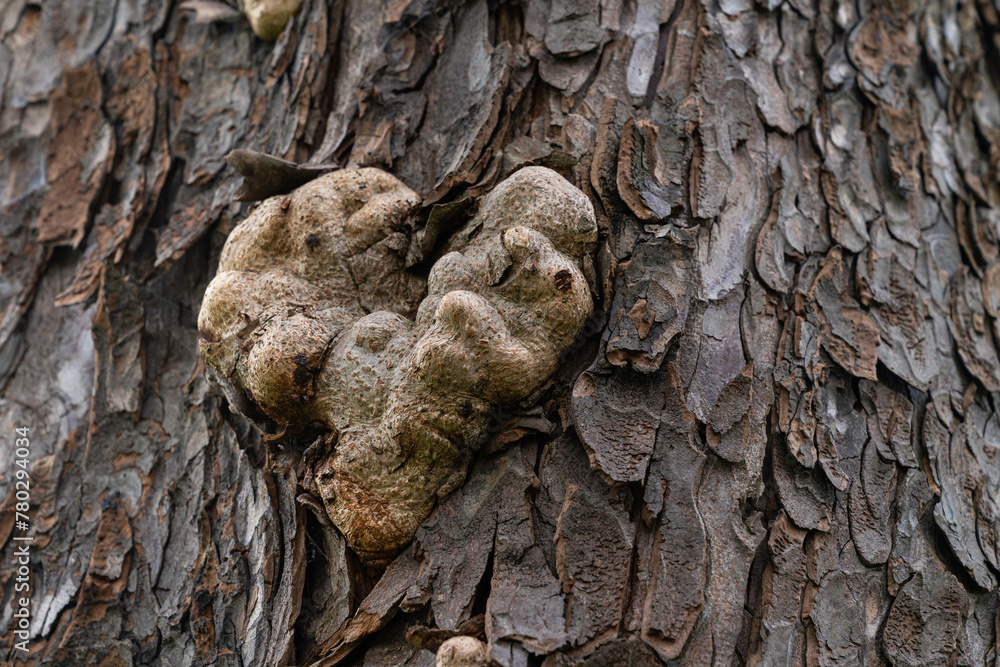 Tree trunk bark with heart-shaped growth. Close up.