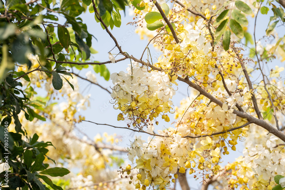 White Golden shower flower on White Golden shower tree. White Golden shower flower on White Golden shower tree.