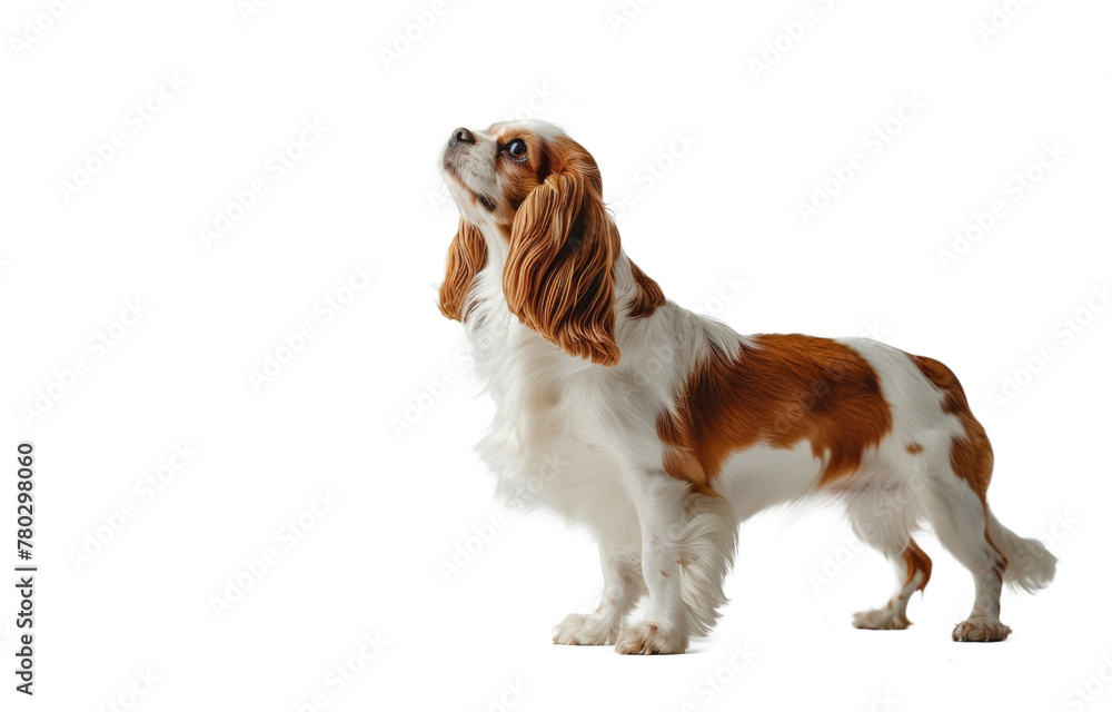 Cavalier King Charles Spaniel on Transparent Background - Royal Canine Elegance