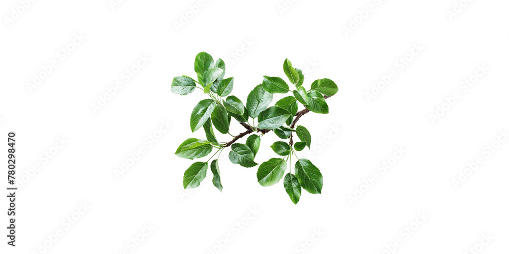 A branch of green leaves isolated on a white background A branch of green leaves isolated on a white background