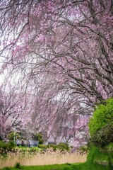 Poster encadré  サクラ  © keiichi