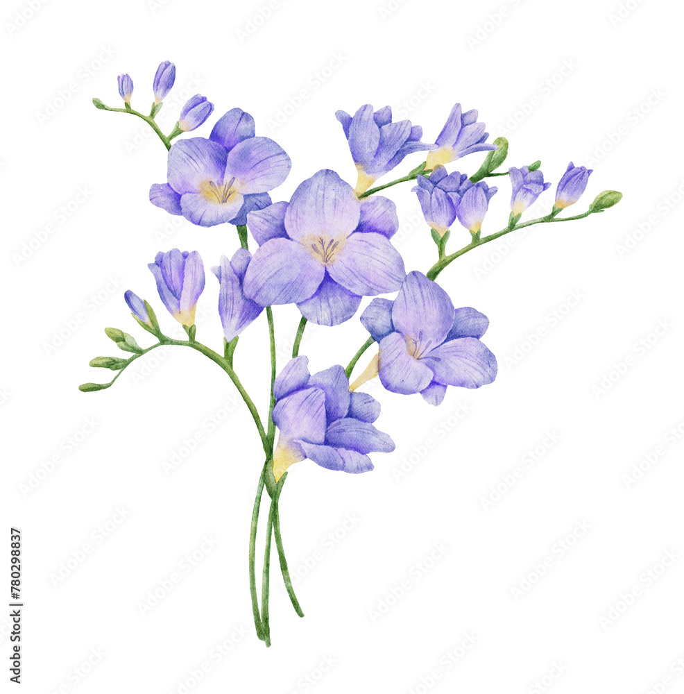 Watercolor violet freesia flower branch illustration. Hand drawn color drawing isolated bouquet