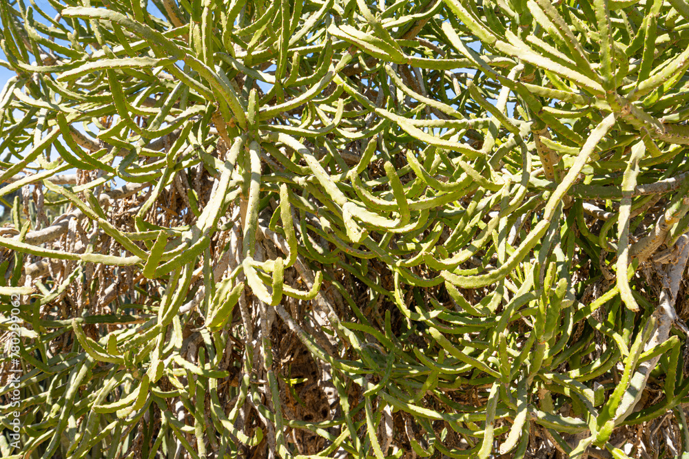 Mediterranean succulens plants in a garden Mediterranean succulens plants in a garden