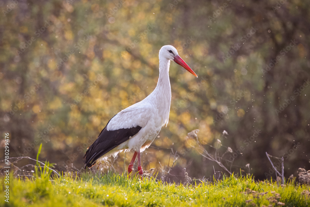 A white stork (Ciconia ciconia) walks on the green grass on a sunny spring evening. A white stork (Ciconia ciconia) walks on the green grass on a sunny spring evening.
