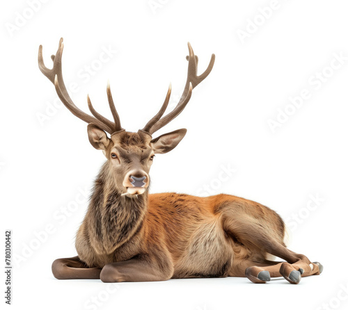 Majestic reclining stag with grand antlers © gearstd