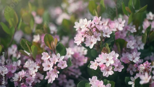 Pink flowers of Indian Hawthorn Rhaphiolepis blooming in garden in sunshine. Macro closeup. photo