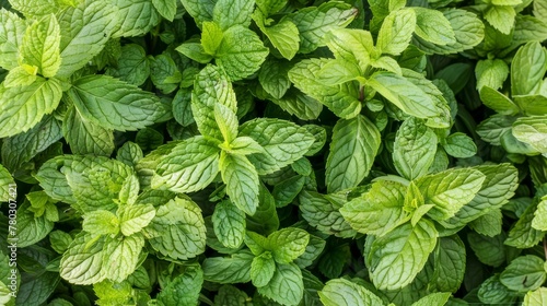 mint leaves close-up texture background