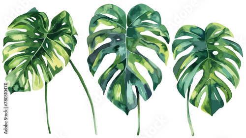 watercolor tropical monstera Leaves hand drawn photo