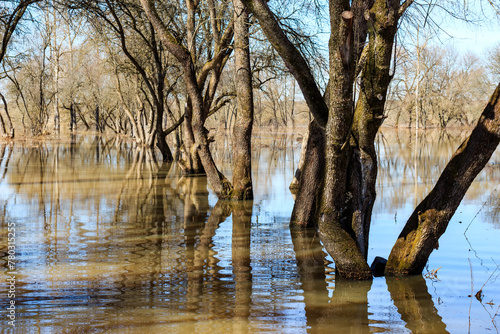 Foto Trees in the water during a strong spring river flood