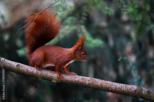 Squirrel © rubbersoulroad