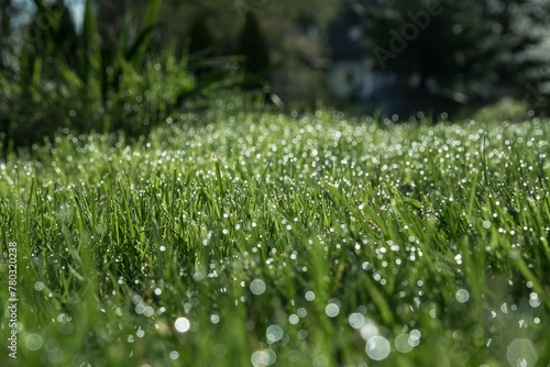 kwitnąca trawa w parku, w promieniach słońca. © siwyk
