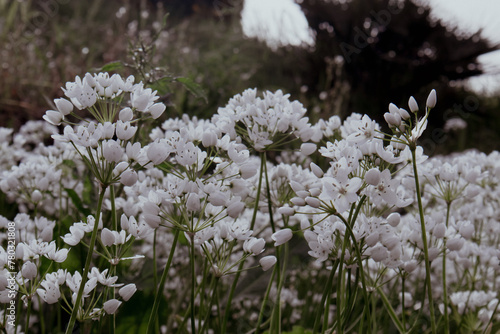 Fiori bianchi dell'aglio  photo