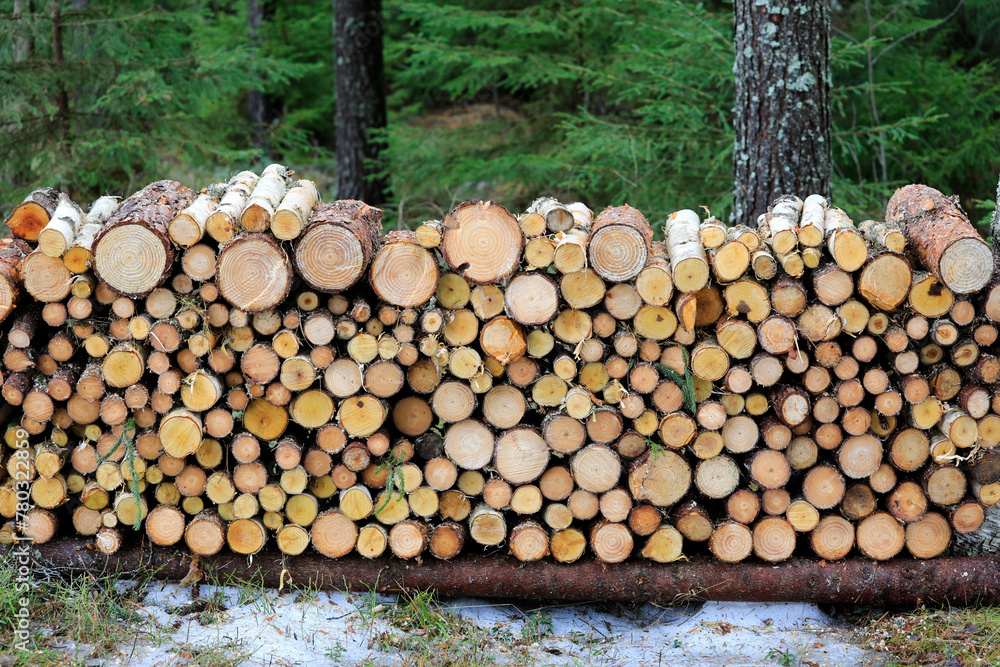 Neatly cut and stacked small firewood close up in coniferous forest on a day of early spring.