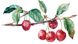Cherries on a branch painted in watercolor flat vector