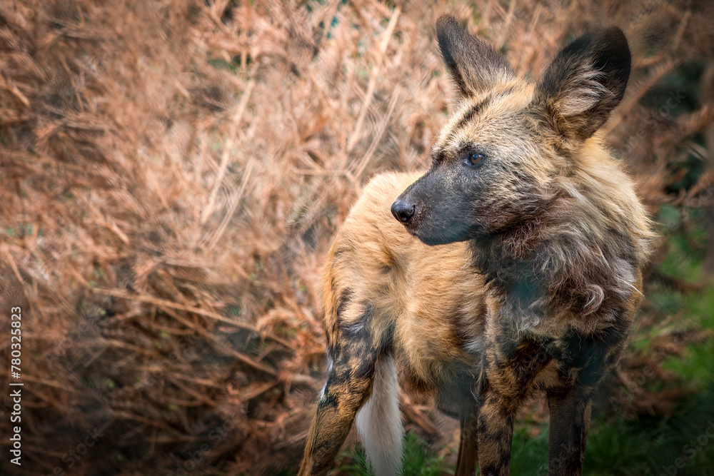 African Wild Dog in Natural Habitat