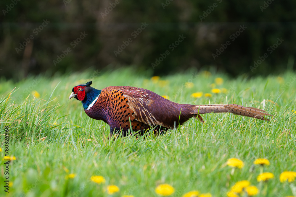 custom made wallpaper toronto digitalRing-Necked Pheasant