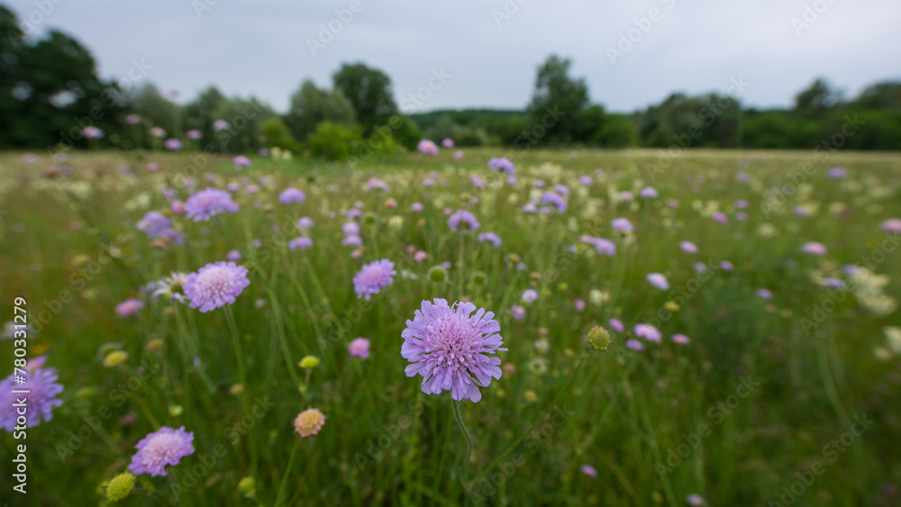 Knautia arvensis flower on a background of meadow grass.