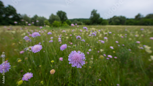Knautia arvensis flower on a background of meadow grass. photo