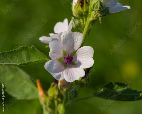 Altea medicinal blooms in the summer meadow.