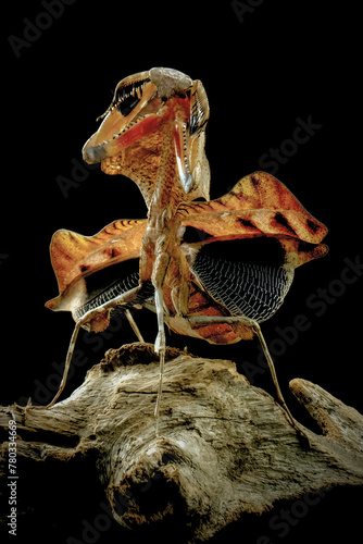 dead leaf mantis deroplatys lobata photo